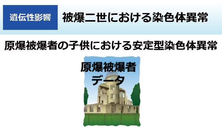 被爆二世における染色体異常