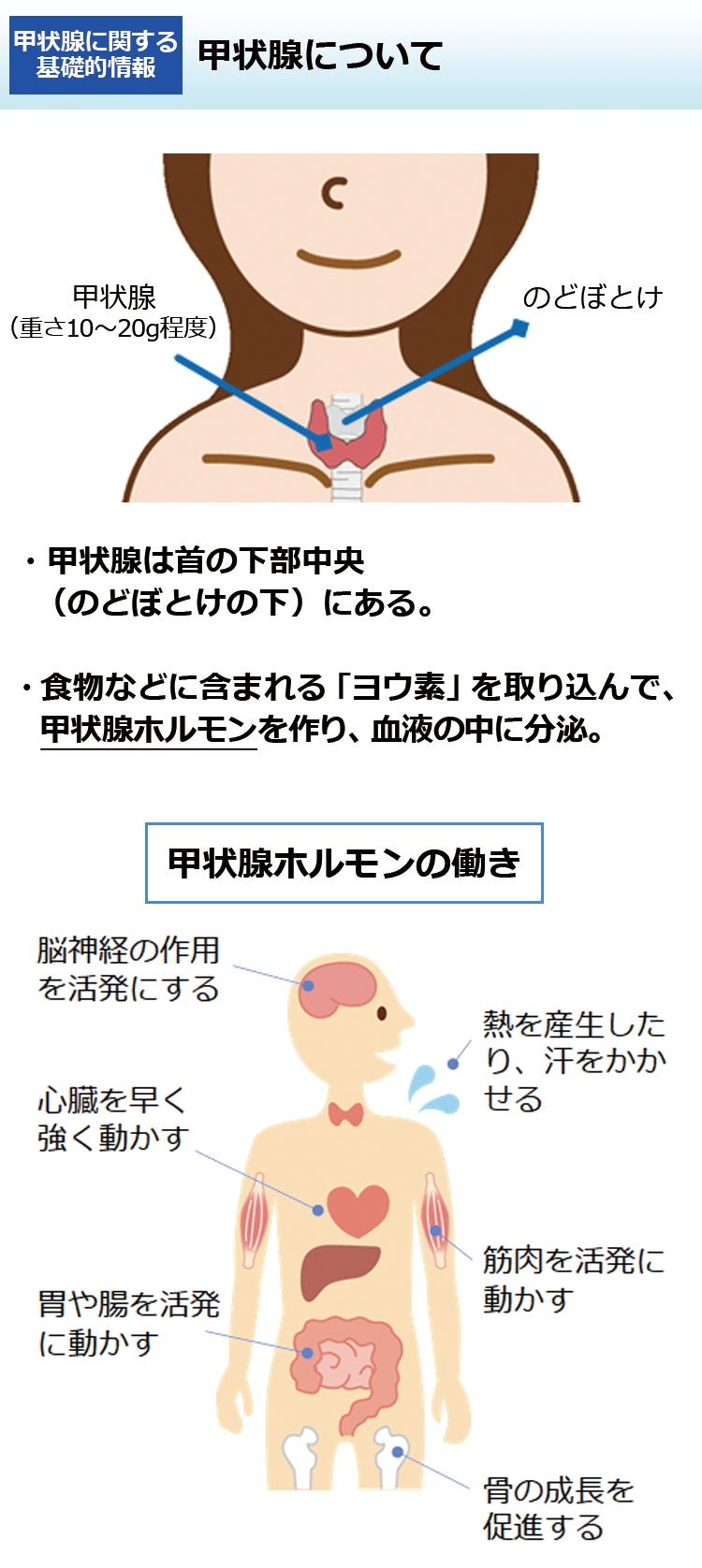 甲状腺について