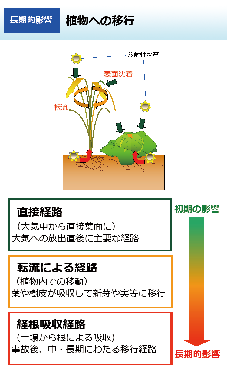 植物への移行