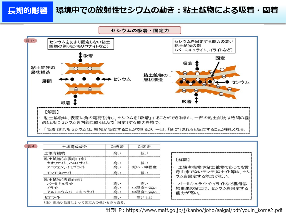 環境中での放射性セシウムの動き：粘土鉱物による吸着・固着