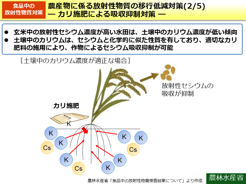 農産物に係る放射性物質の移行低減対策(2/5)－カリ施肥による吸収抑制対策－