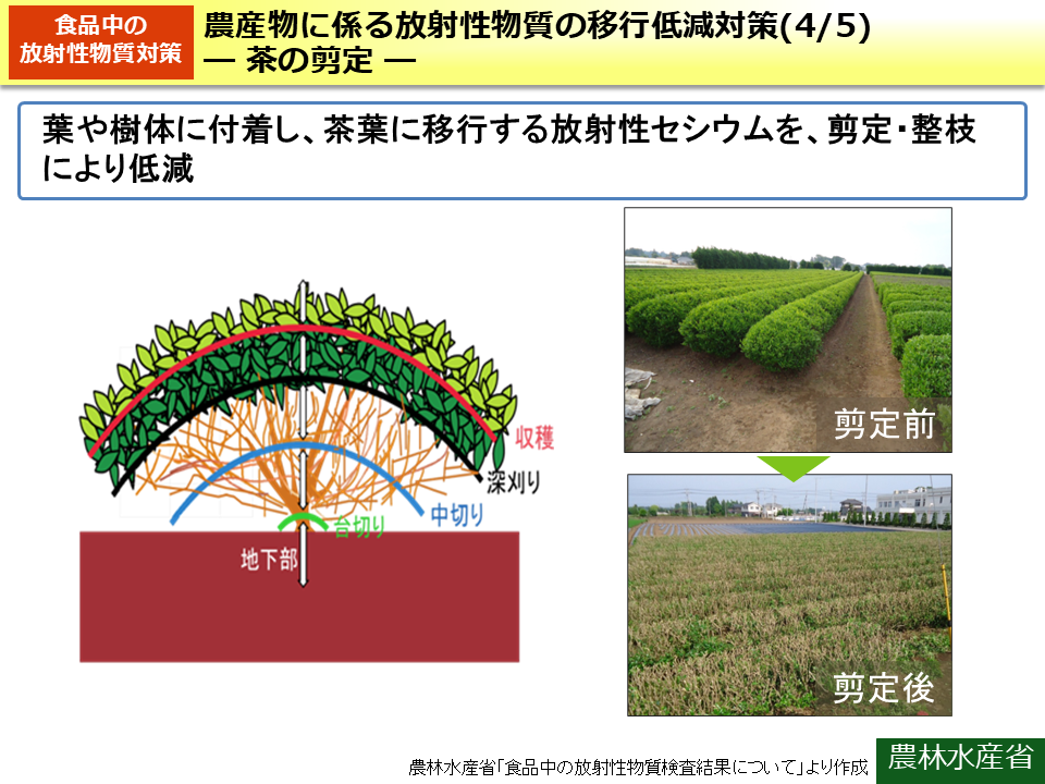 農産物に係る放射性物質の移行低減対策(4/5)－茶の剪定－