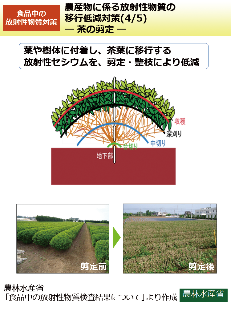 農産物に係る放射性物質の移行低減対策(4/5)－茶の剪定－