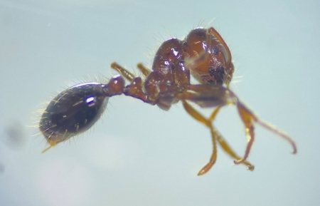 佐賀県みやき町で確認されたヒアリ