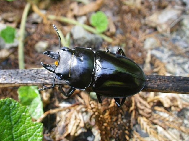 アマミマルバネクワガタ