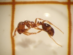 青海ふ頭で確認されたヒアリ