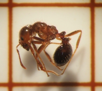 今回確認されたヒアリ