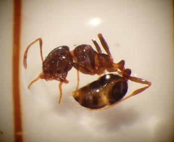 今回確認されたヒアリ
