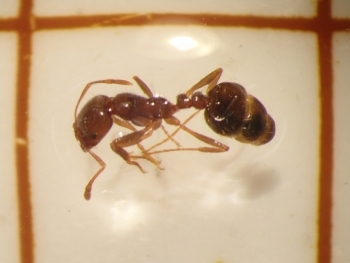 今回確認されたヒアリ