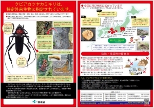 クビアカツヤカミキリは、外来生物法に基づく特定外来生物に指定されています。