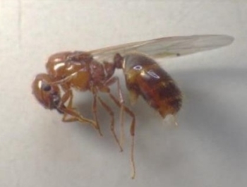 今回確認されたアカカミアリ