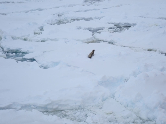 カニクイアザラシ