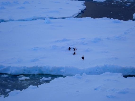 アデリーペンギン