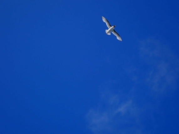 ナンキョクフルマカモメ