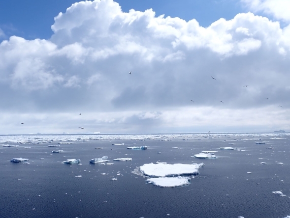 鳥たちが氷の海の上で舞っています