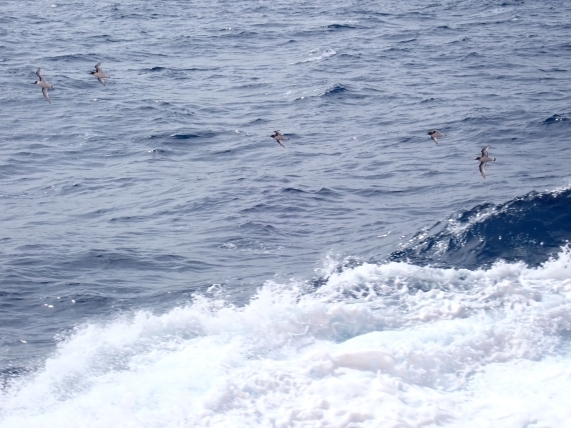 上昇気流に乗る鳥たち