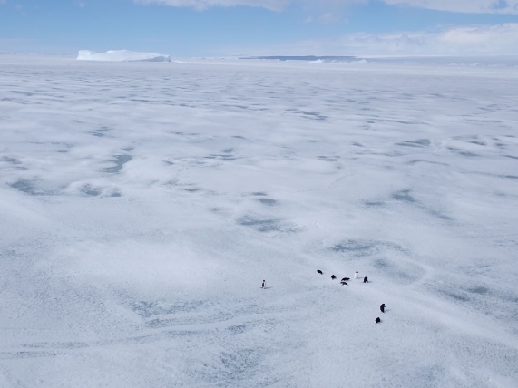 しらせの周りに集まってきたアデリーペンギンたち