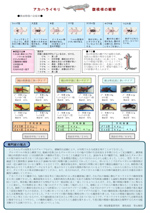 アカハライモリ　腹模様の観察