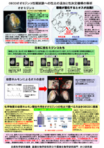 OECOオオミジンコ生殖試験への性比の追加と性決定機構の解析