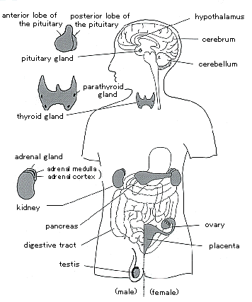The site of main human endocrine organs