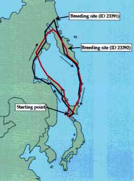 Satellite tracking of white-taild sea-eagles
