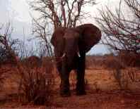 African elephant