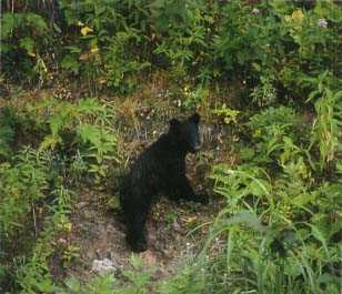 Asian-black bear