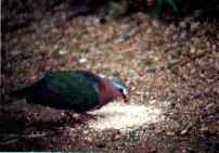 Emerald dove