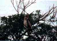 Crested serpent eagle