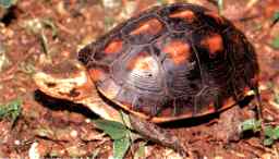 Yellow-marginated box turtle