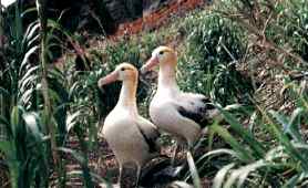 Short-tailed albatross