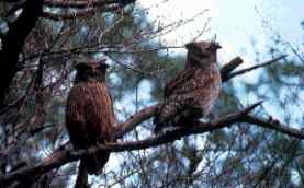 Blakiston's fish-owl