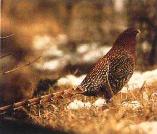 Copper Pheasant