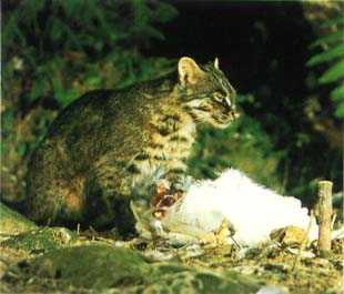 Iriomote Wild Cat