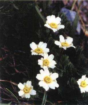 Callianthemum insigne var. hondoense