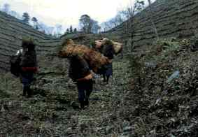 Tree Planting by the Public Corporation for Forestry