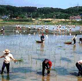 Children Cultivating Wild Oats as Fodder for Water Fowl at Izu-numa Lake