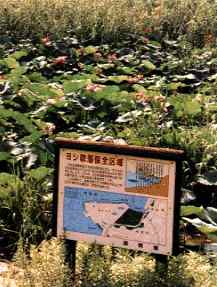 The Shore of Biwa Lake Protected in Accordance with the Ordinance on Conservation of Reed Beds