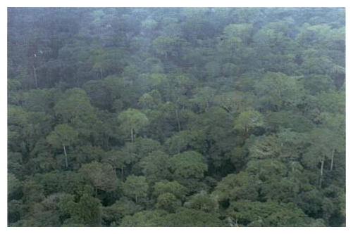 Tropical rain forest (Northeastern Zaire)
