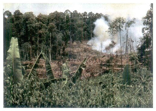 Farmers carry out slash-and-burn cultivation and move on.