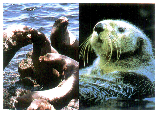 Typical marine mammals such as seals (photo, left) and sea otters (right)