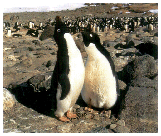 Penguins on an island near the Showa Antarctic Base
