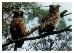 Blakiston's Fish-Owl (left, female; right, male)