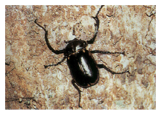 Long-armed Scarabaeid Beetle