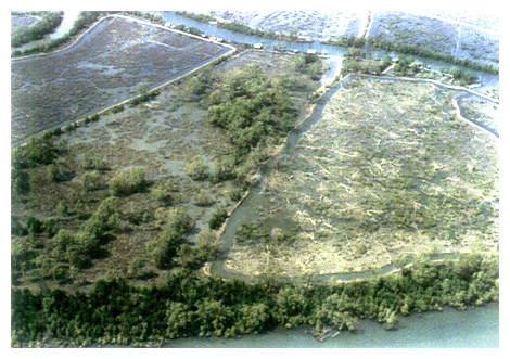 Destruction of mangrove forests