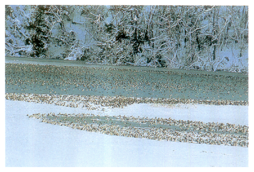 The precious wetland as a habitat of waterfowls (Katano duck pond in ishikawa Prefecture designated and registered as a Wetland of International Inportance under the Ramsar Convention)