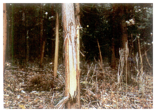 Damage by the nibbling of Japanese deer