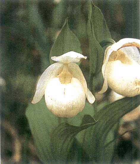 Cypripedium macranthum SW. var rebunense (National Endangered species) 