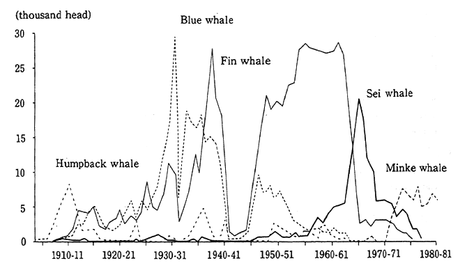 Fig. 4-6-4 Whale Harvests in the Antarctic Ocean from the 19041905 Season through the 1980-1981 Season