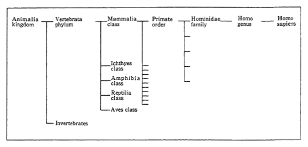 Fig. 1-1-1 Man's Position on the Global Tree of Life